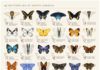 Science infographic – science-junkie: An identification chart of 42 North American butterflies. By ar…