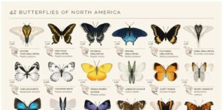 Science infographic – miradademujer:#MDM #butterflies #wings