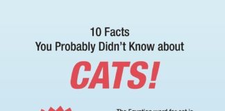 Statistics infographic : 102 Interesting Facts about Cats