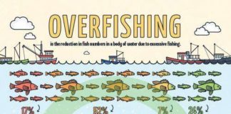 Statistics infographic : Teaching Resource: An infographic displaying important facts and statistics abou…