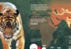 Statistics infographic : tiger-extinction-animals-infographics-600×600.jpg (600×600)