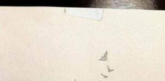 Travel infographic – 31+ ideas tattoo bird hip