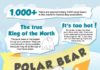 Travel infographic – Fun facts on Polar Bears | Churchill Manitoba | Wildlife Viewing | Northern Cana…