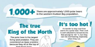 Travel infographic – Fun facts on Polar Bears | Churchill Manitoba | Wildlife Viewing | Northern Cana…