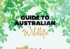 Travel infographic – Infographic: Australian Wildlife