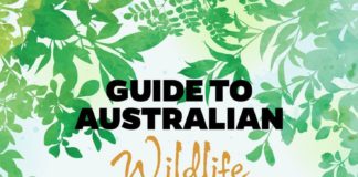 Travel infographic – Infographic: Australian Wildlife
