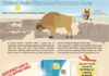 Travel infographic – National Parks Infographics