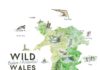Travel infographic – Travel infographic – Wild Wales: Illustrated Map Benjamin Mounsey
