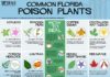 Science infographic – Gardening Solutions Infographics – Gardening Solutions – University of Florida, Institute of Food and Agricultural Sciences