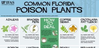 Science infographic – Gardening Solutions Infographics – Gardening Solutions – University of Florida, Institute of Food and Agricultural Sciences