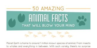 Educational infographic : 13 Education Infographic Examples & Templates – Daily Design Inspiration #3