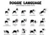 Educational infographic : Dogs Body Language poster Metal Sign Wall Art 8in x 12in