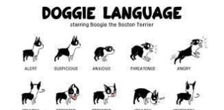 Educational infographic : Dogs Body Language poster Metal Sign Wall Art 8in x 12in