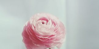 Digital Marketing : 10+ Wondrous Work From Home Lifestyle Ideas