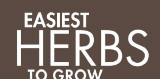 Educational infographic : 7 Infographics That’ll Teach You Everything About Growing An Indoor Herb Garden