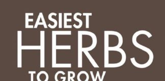 Educational infographic : 7 Infographics That’ll Teach You Everything About Growing An Indoor Herb Garden