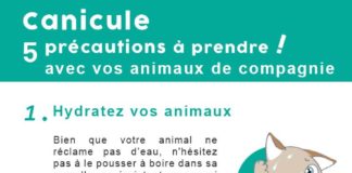 Educational infographic : Canicule : 5 précautions à prendre avec votre #animal de compagnie #chien #cha…