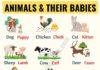 Educational infographic : Cute Baby Animals: Learn Popular Animals and Their Babies! – ESL Forums