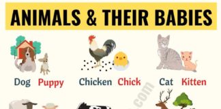 Educational infographic : Cute Baby Animals: Learn Popular Animals and Their Babies! – ESL Forums