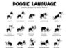 Educational infographic : Dogs Body Language poster Metal Sign Wall Art 8in x 12in Black and White