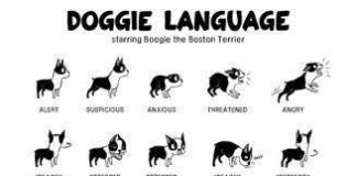 Educational infographic : Dogs Body Language poster Metal Sign Wall Art 8in x 12in Black and White