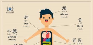 Educational infographic : Educational infographic : Parts of the body. – Japan, Japanese words, vocabulary, learning different lang