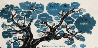 Educational infographic : Educational infographic : The roots of language