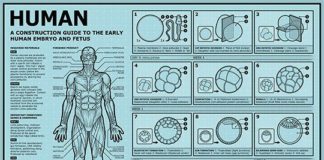 Educational infographic : Embryonic & Fetal Development
