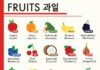 Educational infographic : Fruit Coréen