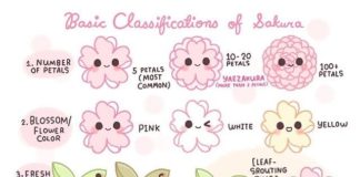 Educational infographic : Japan Lover Me Aah~ ✿! The sakura season is finally here (*^ワ^*)/ Here&#…