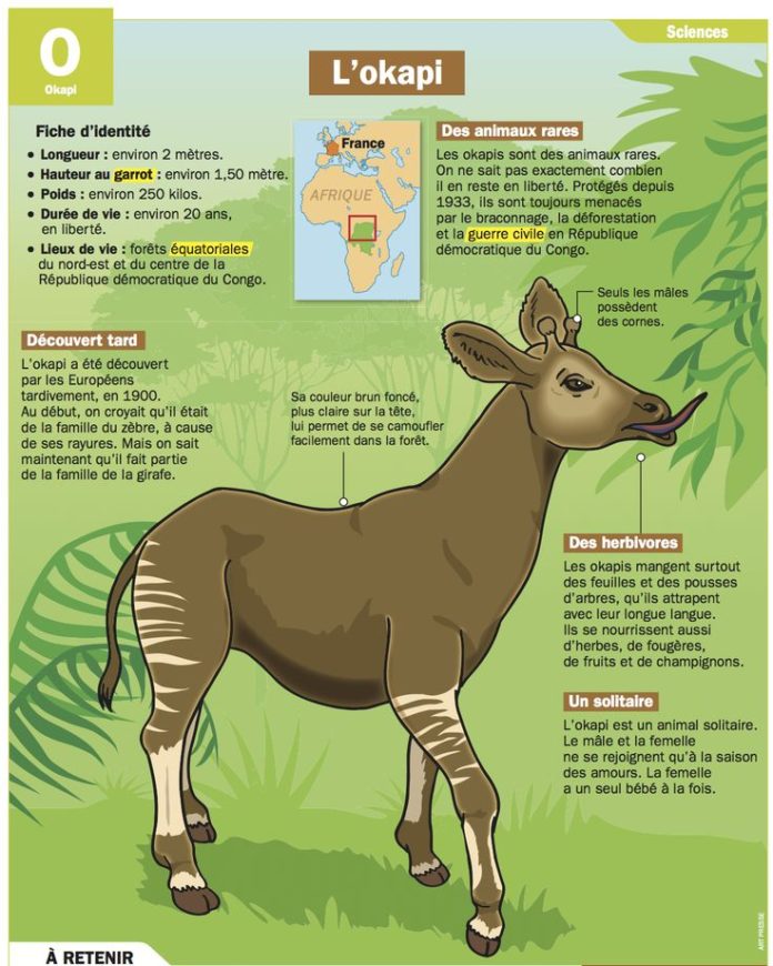 Educational infographic : L’okapi | InfographicNow.com | Your Number ...
