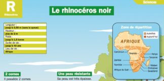 Educational infographic : Le rhinocéros noir