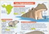 Educational infographic : Les hippopotames