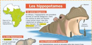 Educational infographic : Les hippopotames