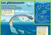 Educational infographic : Les plésiosaures – Le Petit Quotidien, le seul site d'information quotidien…