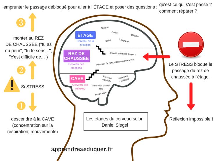 educational infographic les étages du cerveau pour mieux comprendre