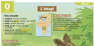 Educational infographic : L’okapi