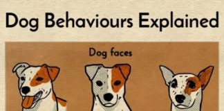 Educational infographic : #infographic #languages #explained #behavior #animals