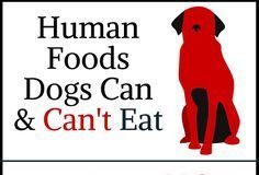 Fashion infographic : Les aliments humains que les chiens peuvent manger (plus ceux qu’ils ne peuven…