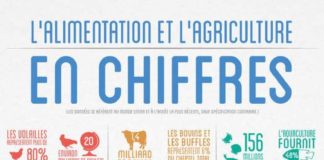 Food infographic – Alimentation et agriculture en chiffres et en infographie