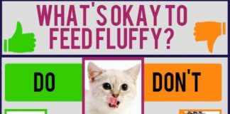 Food infographic – Bon à savoir!!