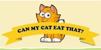 Food infographic – Dogs Need Good Food Too, Your Guide To Your Dog’s Diet