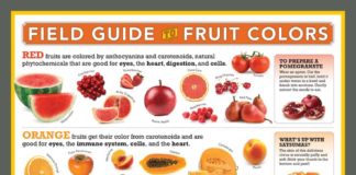 Food infographic – Field guide to Fruit Colors } The FruitGuys