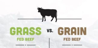 Food infographic – Grass Fed vs Grain Fed vs Grass-Finished Beef (and why it matters)