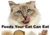 Food infographic – Safe, Healthy People Foods Your Cat Can Eat: ATTENTION: This blog is not meant t…