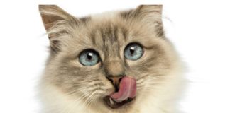 Food infographic – Safe, Healthy People Foods Your Cat Can Eat: ATTENTION: This blog is not meant t…