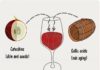 Food infographic – Tannicità del vino – Conoscere il Vino