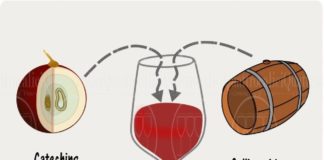 Food infographic – Tannicità del vino – Conoscere il Vino