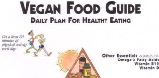 Food infographic – This infographic entitled “Vegan Food Guide : A Daily Plan for Healthy Eating” d…