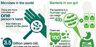 Food infographic – What should I eat for a healthy gut?